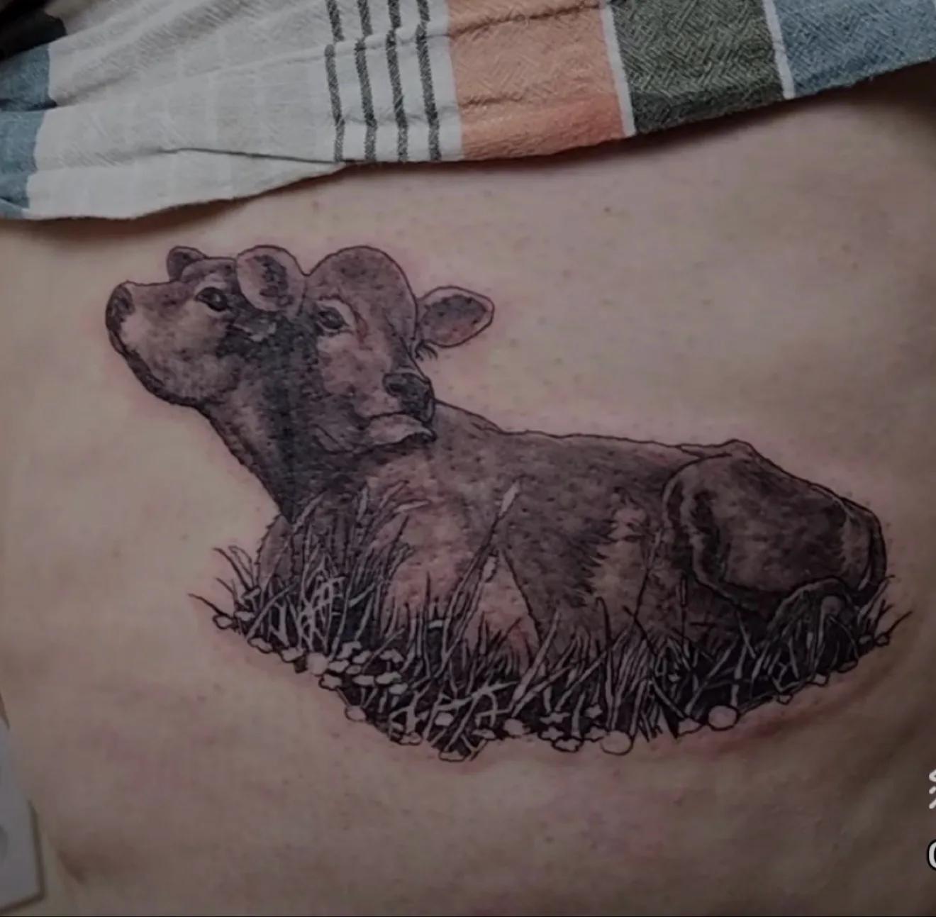 Photorealistic black and grey tattoo of a cow lying in grass